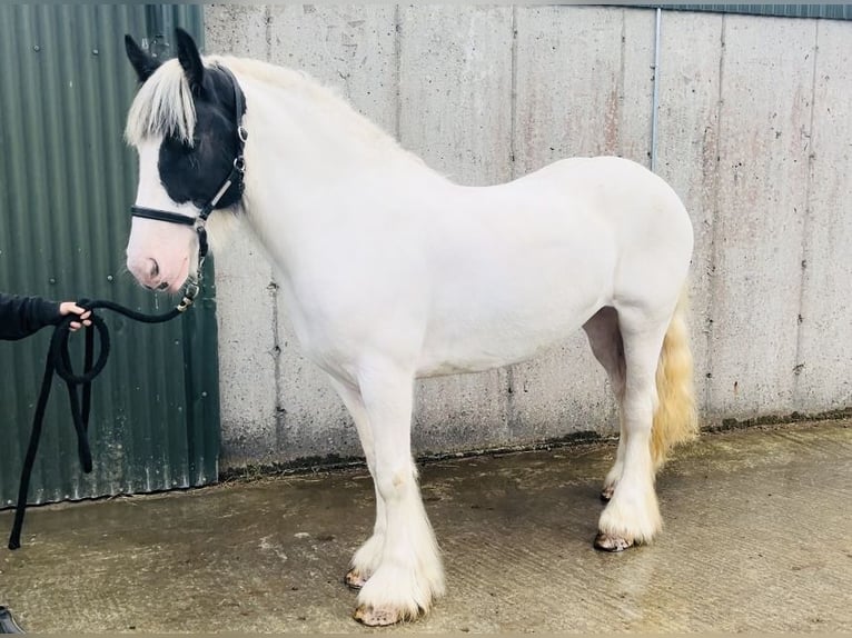 Cob Stute 5 Jahre 153 cm Schecke in Sligo
