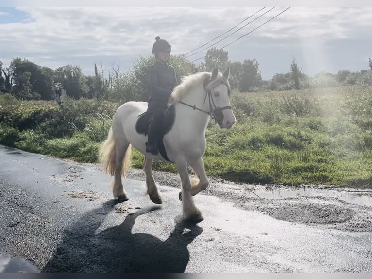 Cob Stute 5 Jahre 153 cm Schecke in Sligo