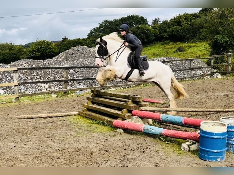 Cob Stute 5 Jahre 153 cm Schecke in Sligo