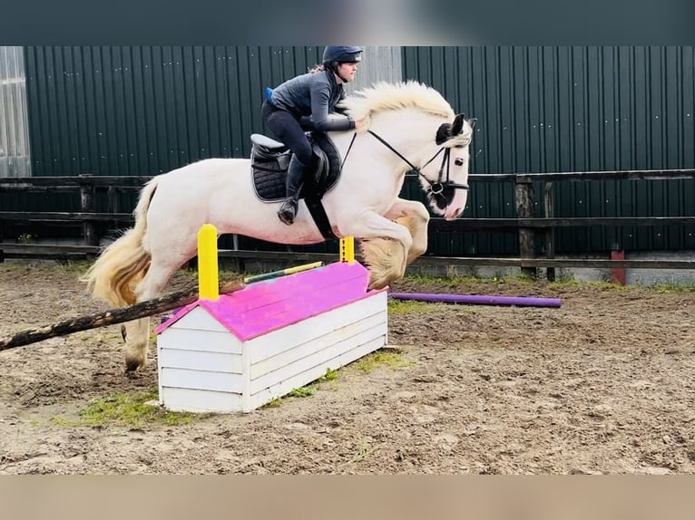 Cob Stute 5 Jahre 153 cm Schecke in Sligo