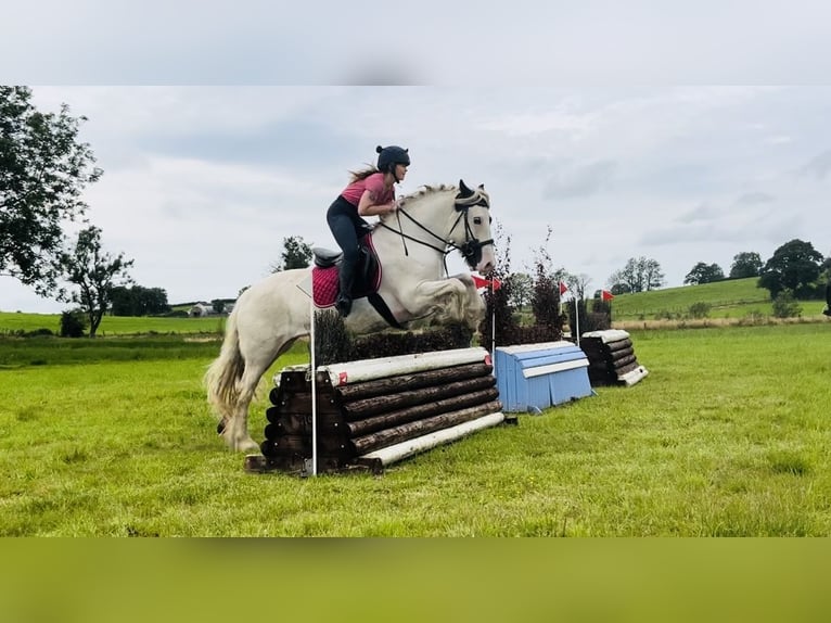 Cob Stute 5 Jahre 153 cm Schecke in Sligo