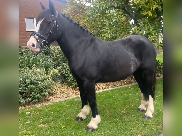 Cob Stute 5 Jahre 158 cm Rappe in Hopsten
