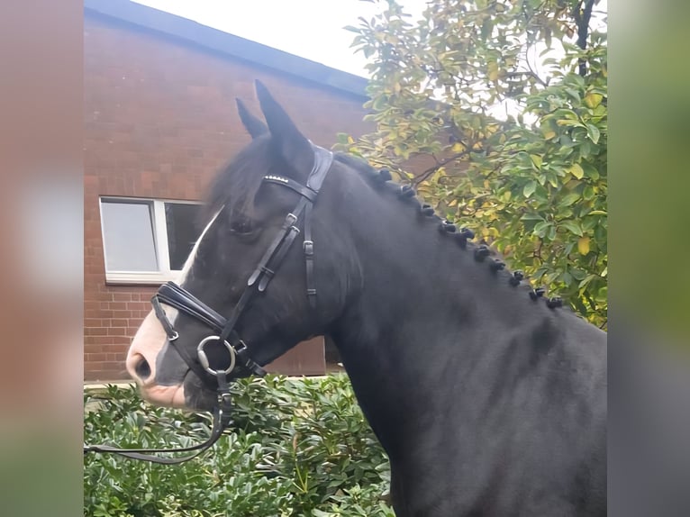 Cob Stute 5 Jahre 158 cm Rappe in Hopsten