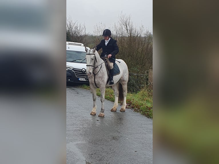 Cob Stute 5 Jahre in Leitrim