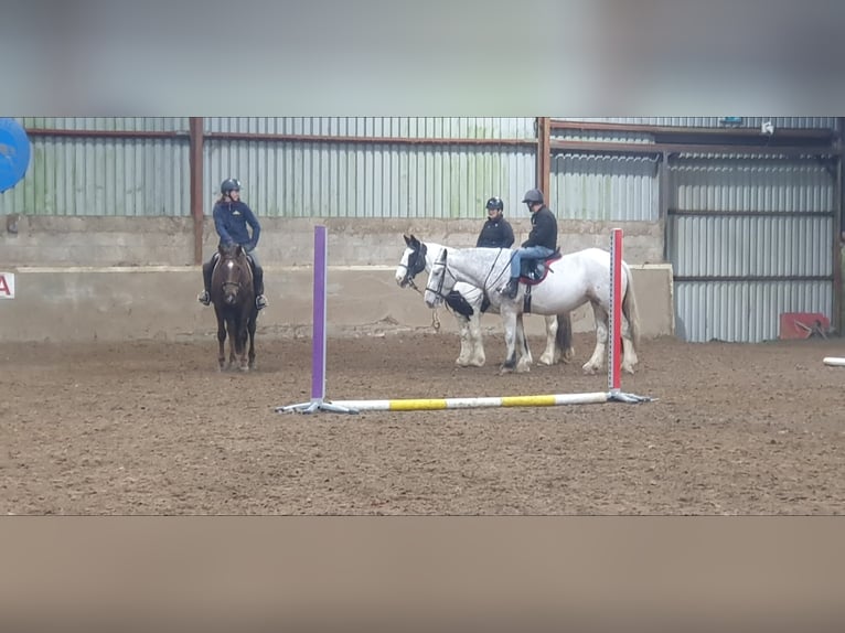 Cob Stute 5 Jahre in Leitrim