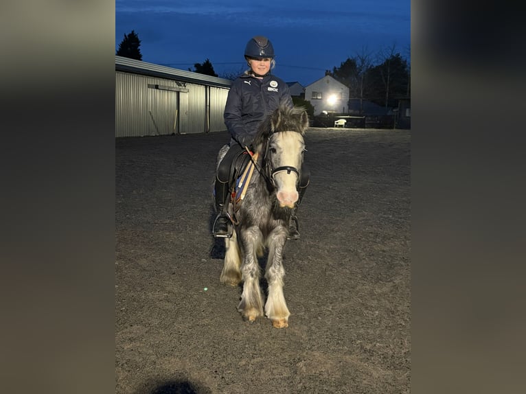 Cob Stute 6 Jahre 128 cm Roan-Blue in Cheshire