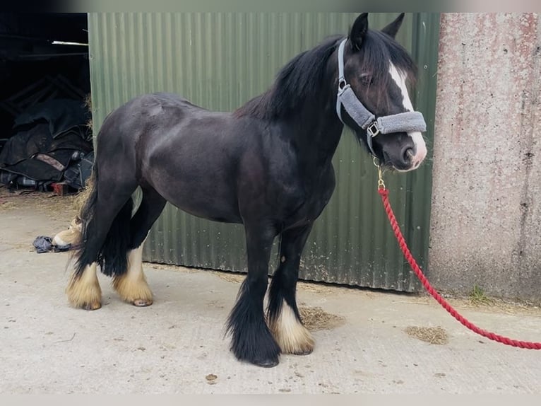 Cob Stute 6 Jahre 135 cm Rappe in Sligo