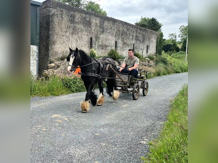 Cob Stute 6 Jahre 135 cm Rappe in Sligo