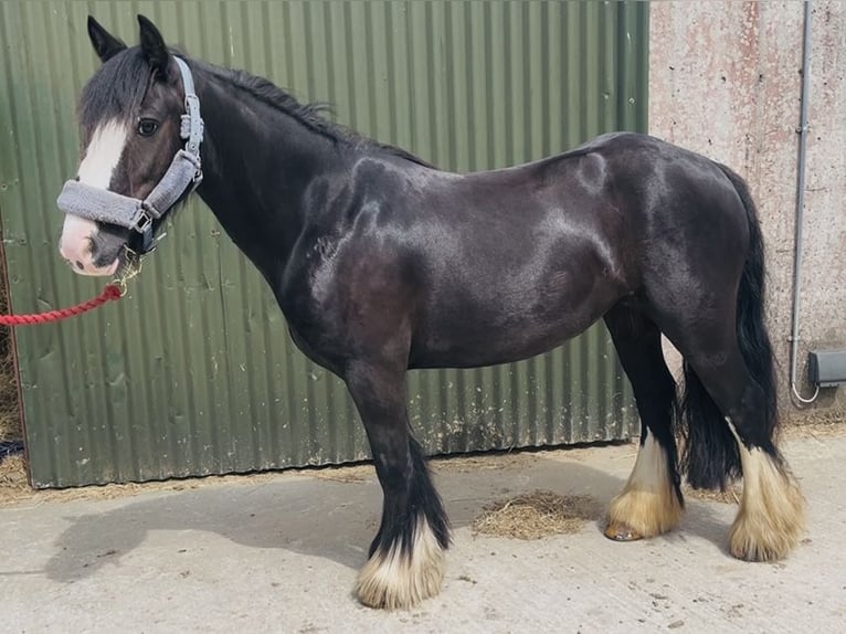 Cob Stute 6 Jahre 135 cm Rappe in Sligo