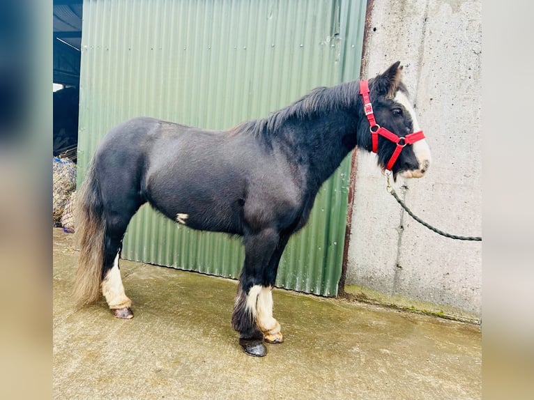 Cob Stute 6 Jahre 136 cm Rappe in Sligo