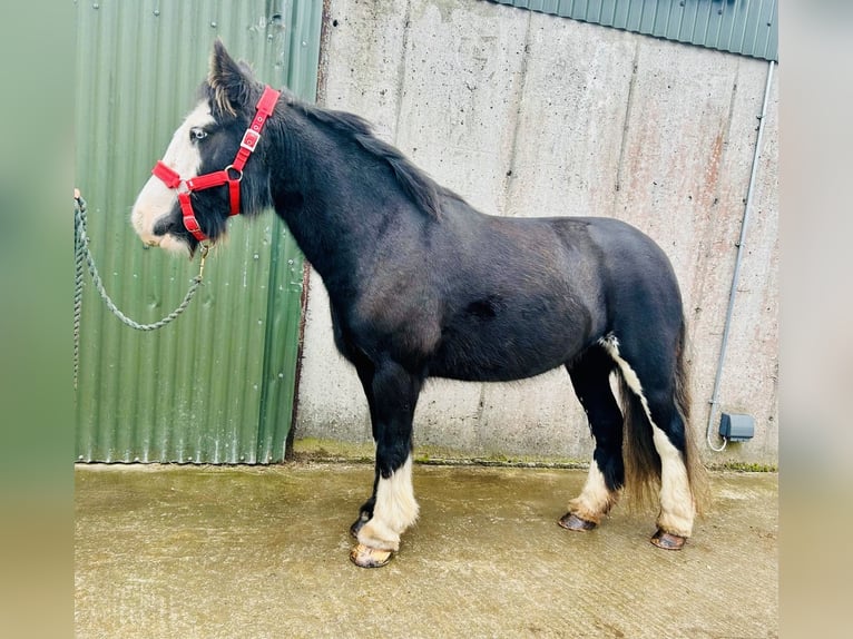 Cob Stute 6 Jahre 136 cm Rappe in Sligo