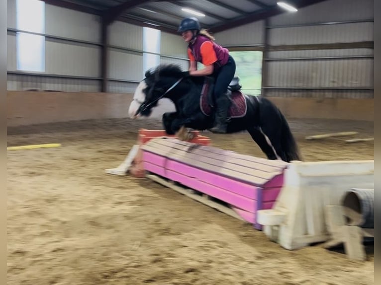 Cob Stute 6 Jahre 136 cm Rappe in Sligo