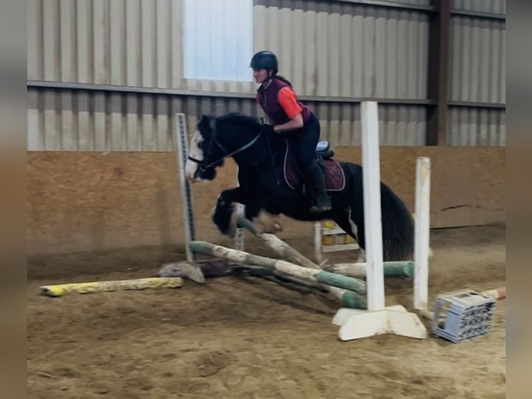 Cob Stute 6 Jahre 136 cm Rappe in Sligo