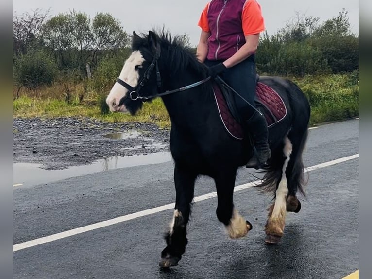 Cob Stute 6 Jahre 136 cm Rappe in Sligo