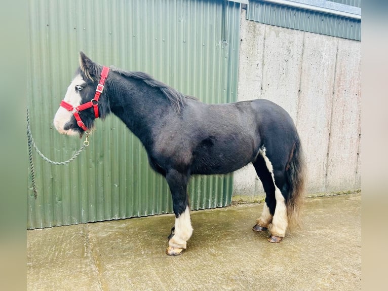 Cob Stute 6 Jahre 136 cm Rappe in Sligo