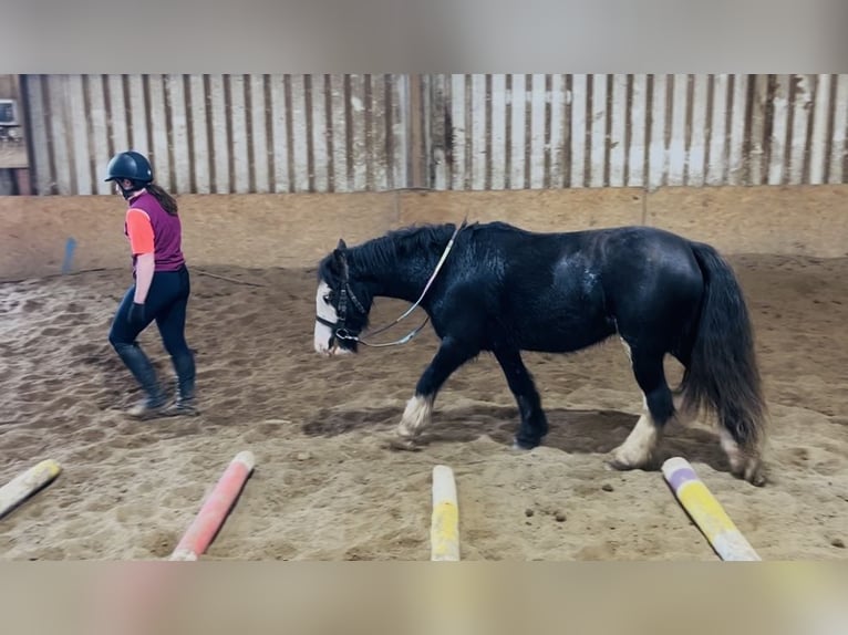 Cob Stute 6 Jahre 136 cm Rappe in Sligo