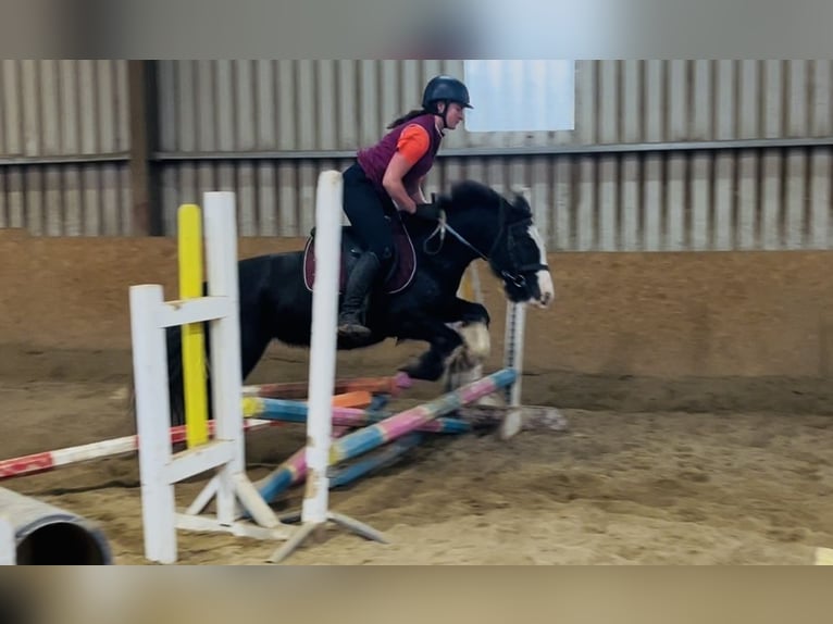 Cob Stute 6 Jahre 136 cm Rappe in Sligo