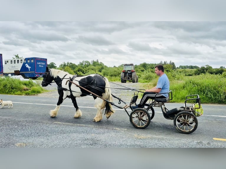 Cob Stute 6 Jahre 136 cm Schecke in Sligo