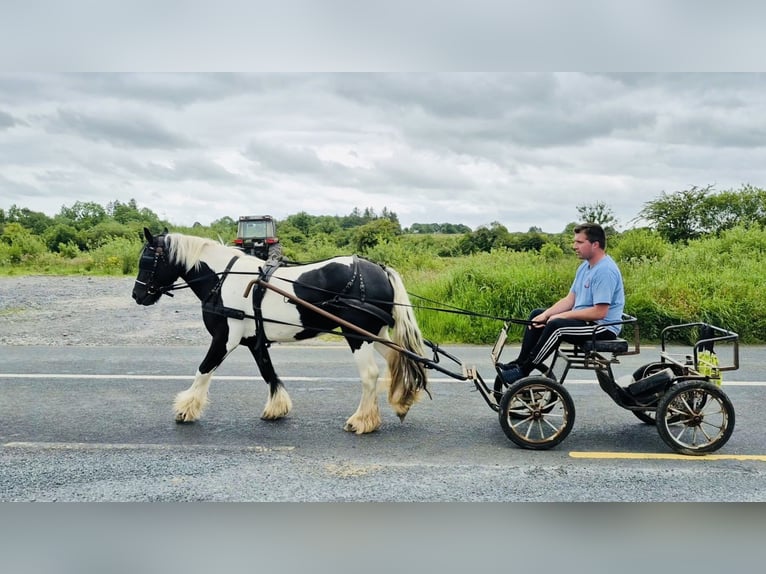 Cob Stute 6 Jahre 136 cm Schecke in Sligo