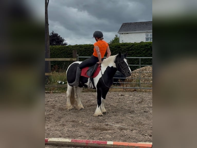 Cob Stute 6 Jahre 136 cm Schecke in Sligo