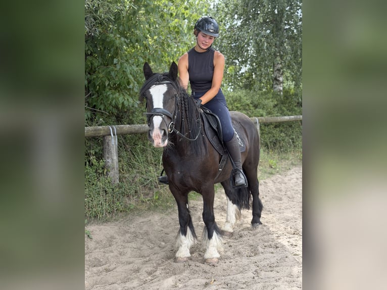 Cob Mix Stute 6 Jahre 140 cm Rappe in Trebbin