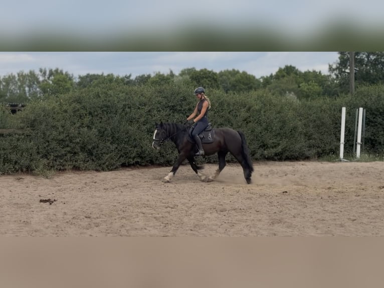 Cob Mix Stute 6 Jahre 140 cm Rappe in Trebbin