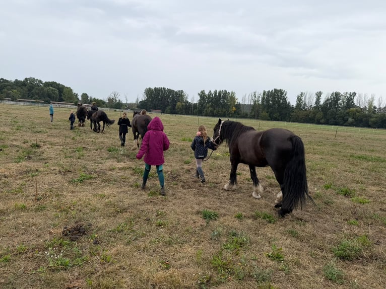 Cob Mix Stute 6 Jahre 140 cm Rappe in Trebbin
