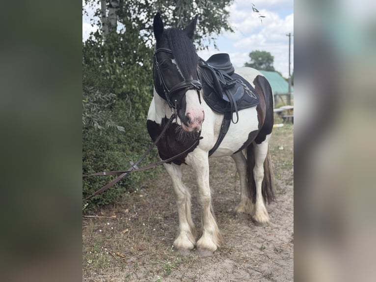 Cob Mix Stute 6 Jahre 145 cm Tobiano-alle-Farben in Trebbin