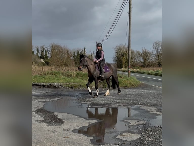 Cob Stute 6 Jahre 146 cm Brauner in Sligo