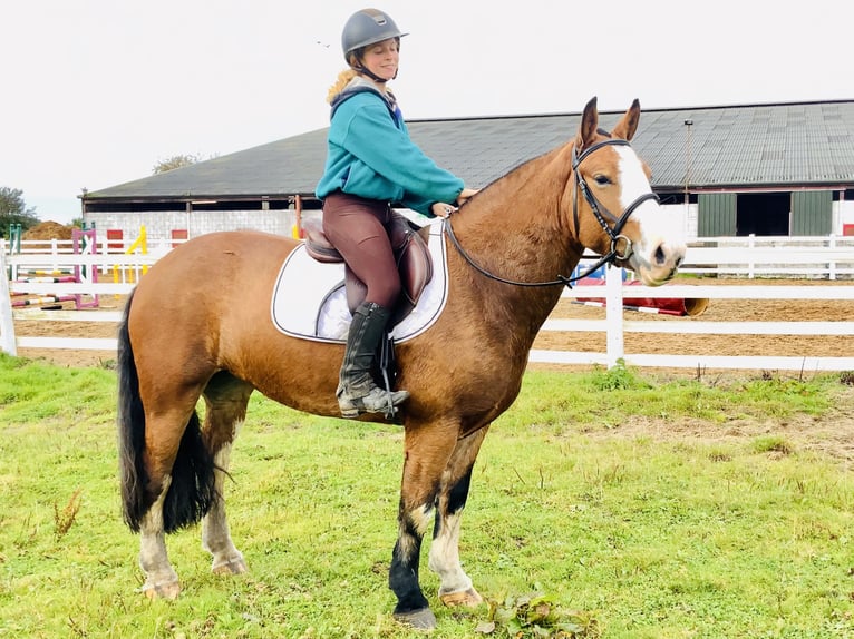 Cob Stute 6 Jahre 148 cm Brauner in Mountrath