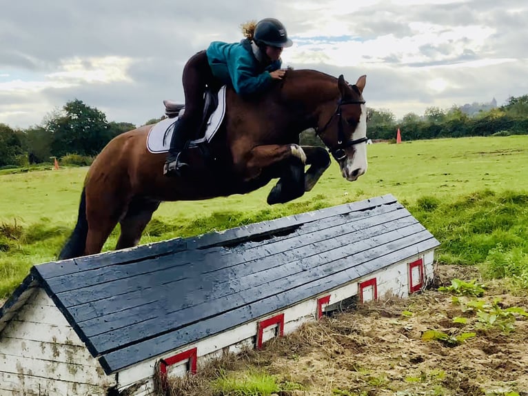 Cob Stute 6 Jahre 148 cm Brauner in Mountrath