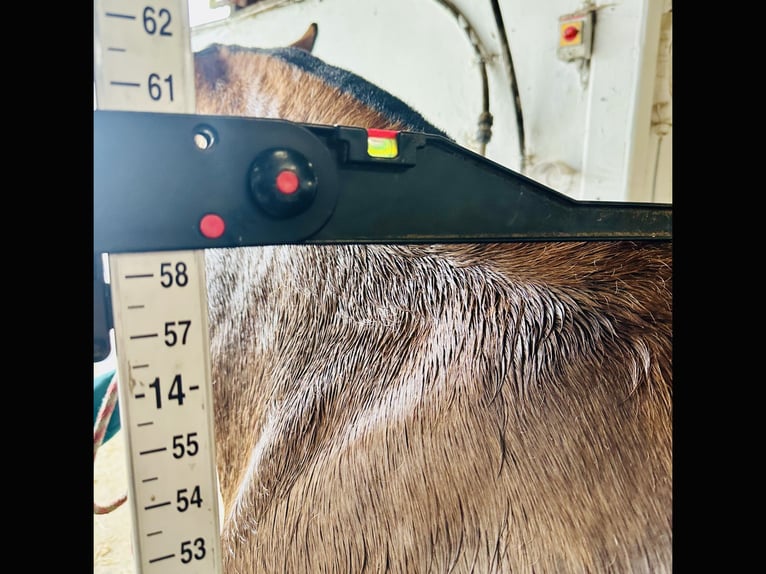 Cob Stute 6 Jahre 148 cm Brauner in Mountrath