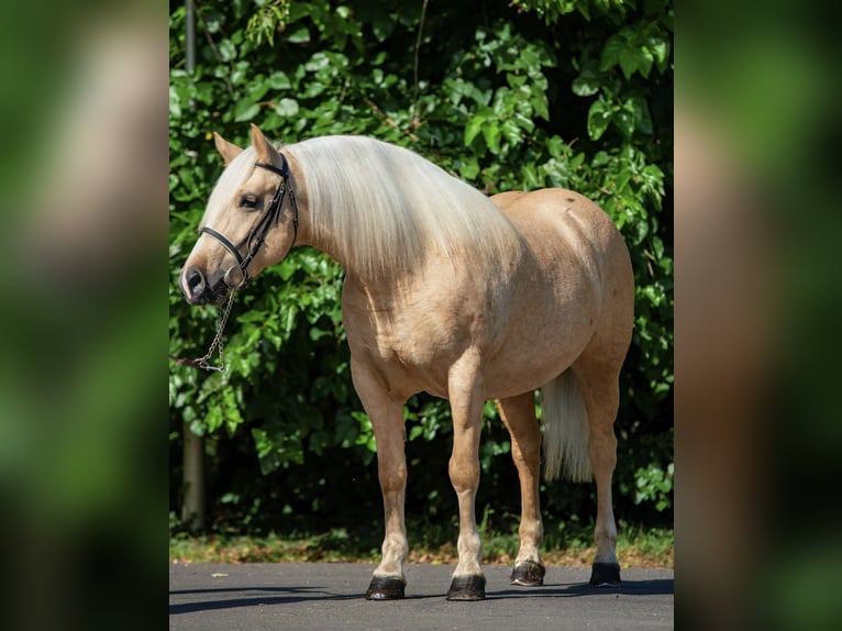Cob Mix Stute 6 Jahre 148 cm Palomino in Pürgen
