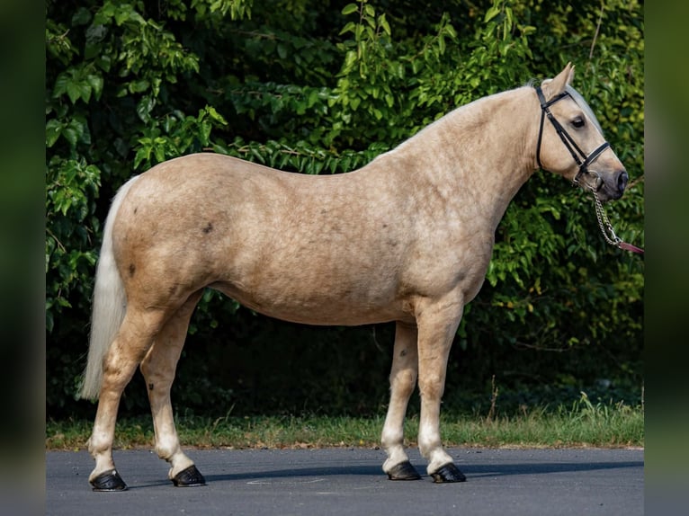 Cob Mix Stute 6 Jahre 148 cm Palomino in Pürgen