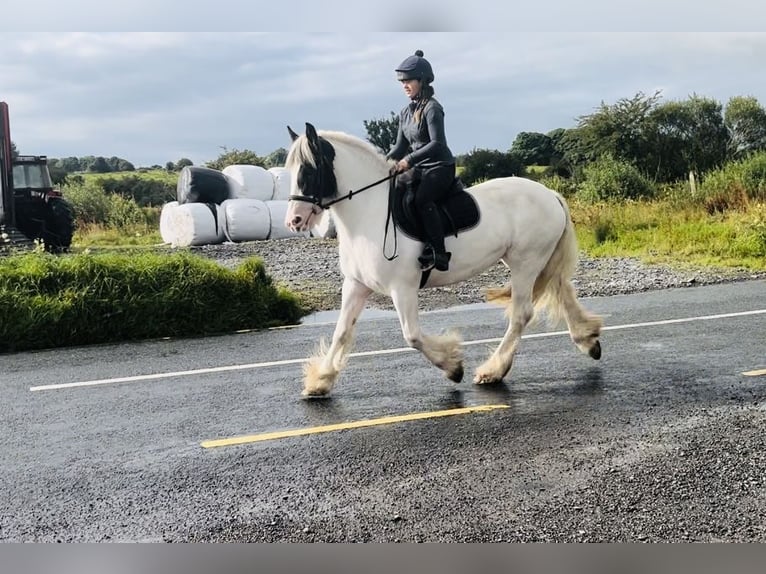 Cob Stute 6 Jahre 153 cm Schecke in Sligo