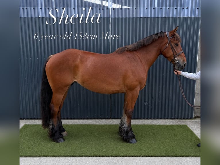 Cob Stute 6 Jahre 158 cm Rotbrauner in Mayo