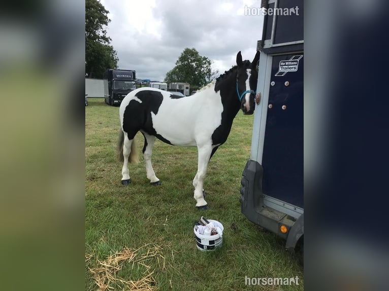 Cob Stute 6 Jahre 160 cm Tobiano-alle-Farben in Roscarberry
