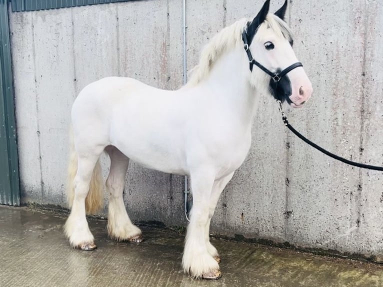 Cob Stute 6 Jahre 160 cm Tobiano-alle-Farben in Trebbin