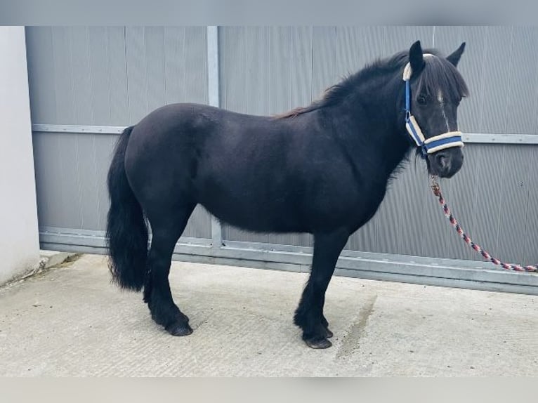 Cob Stute 7 Jahre 123 cm Rappe in Sligo