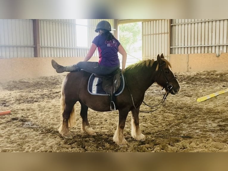 Cob Stute 7 Jahre 125 cm Dunkelfuchs in Sligo