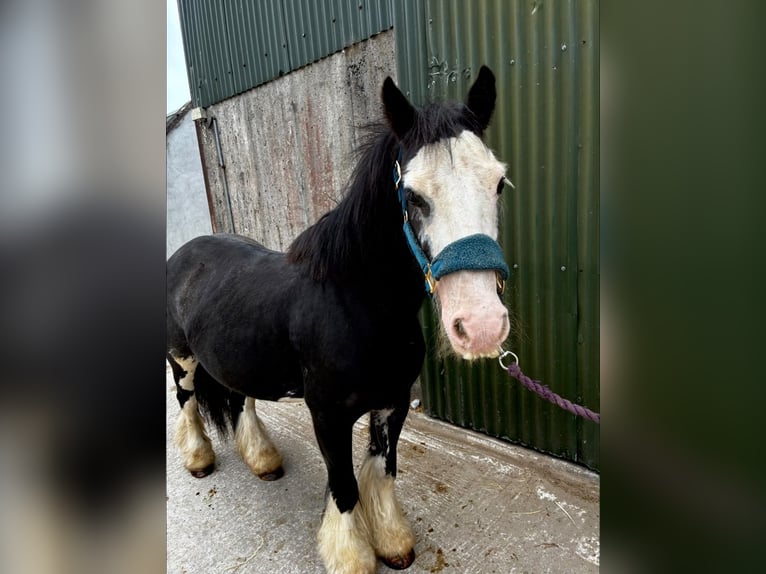 Cob Stute 7 Jahre 130 cm Rappe in Sligo