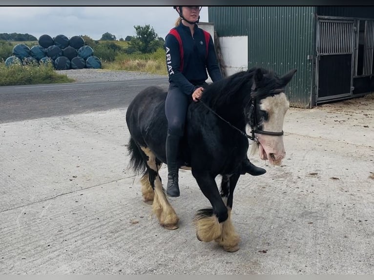 Cob Stute 7 Jahre 130 cm Rappe in Sligo