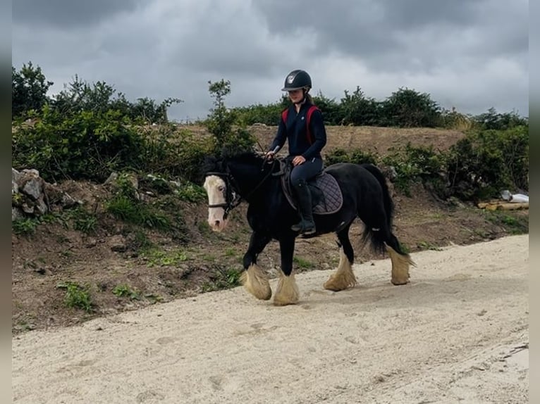 Cob Stute 7 Jahre 130 cm Rappe in Sligo