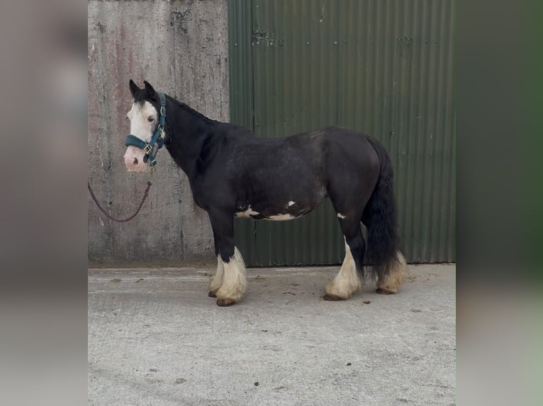 Cob Stute 7 Jahre 130 cm Rappe in Sligo