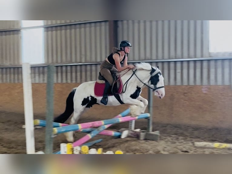 Cob Stute 7 Jahre 134 cm Schecke in Sligo