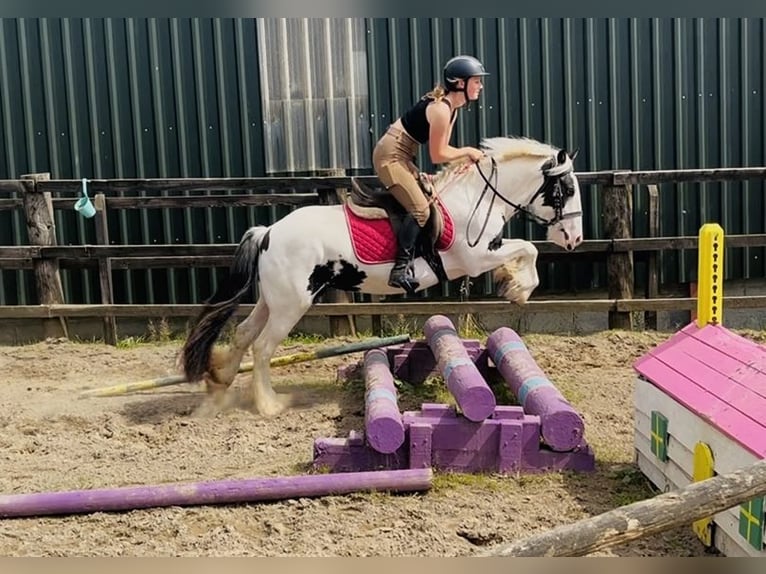 Cob Stute 7 Jahre 134 cm Schecke in Sligo