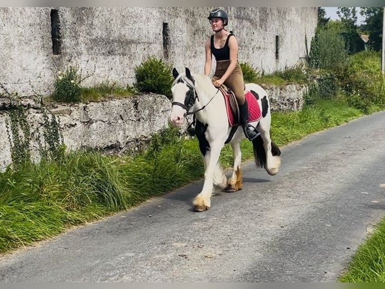 Cob Stute 7 Jahre 134 cm Schecke in Sligo