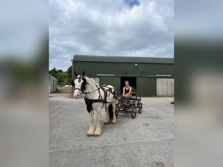 Cob Stute 7 Jahre 134 cm Schecke in Sligo