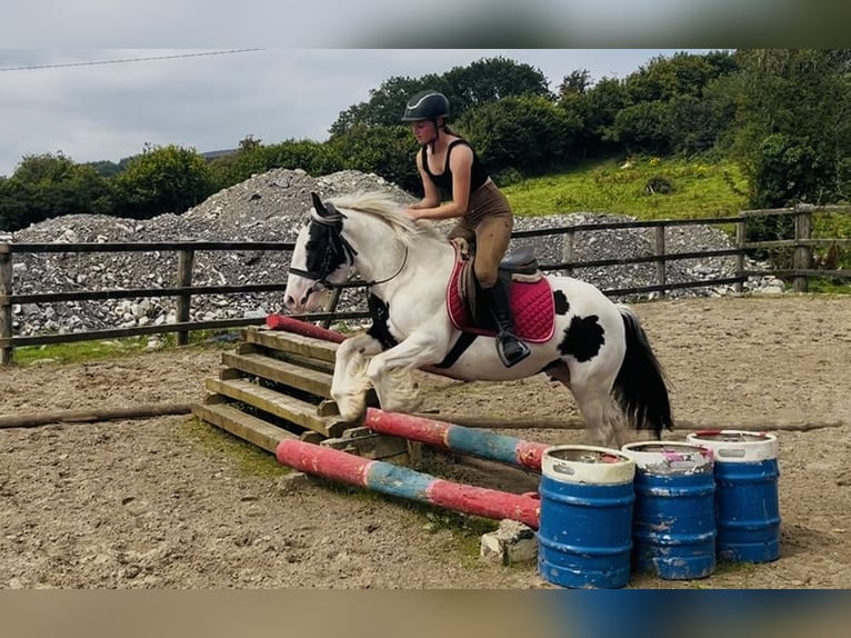 Cob Stute 7 Jahre 134 cm Schecke in Sligo
