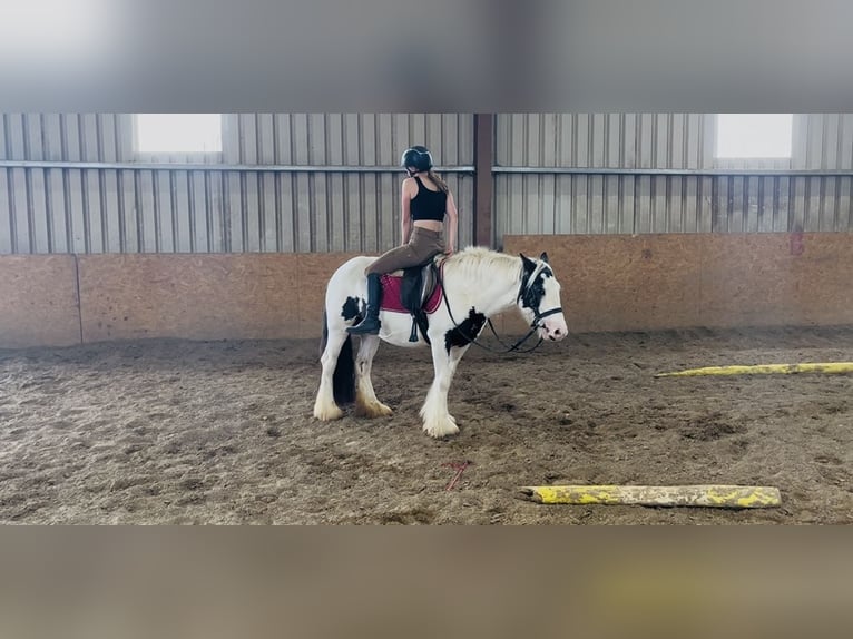 Cob Stute 7 Jahre 134 cm Schecke in Sligo